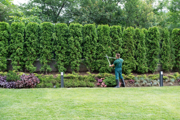 Professional Tree Removal and Landscaping Services in Lafayette, CA